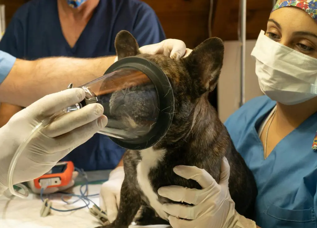 A dog is being anesthetized by the veterinary anesthesiologist.