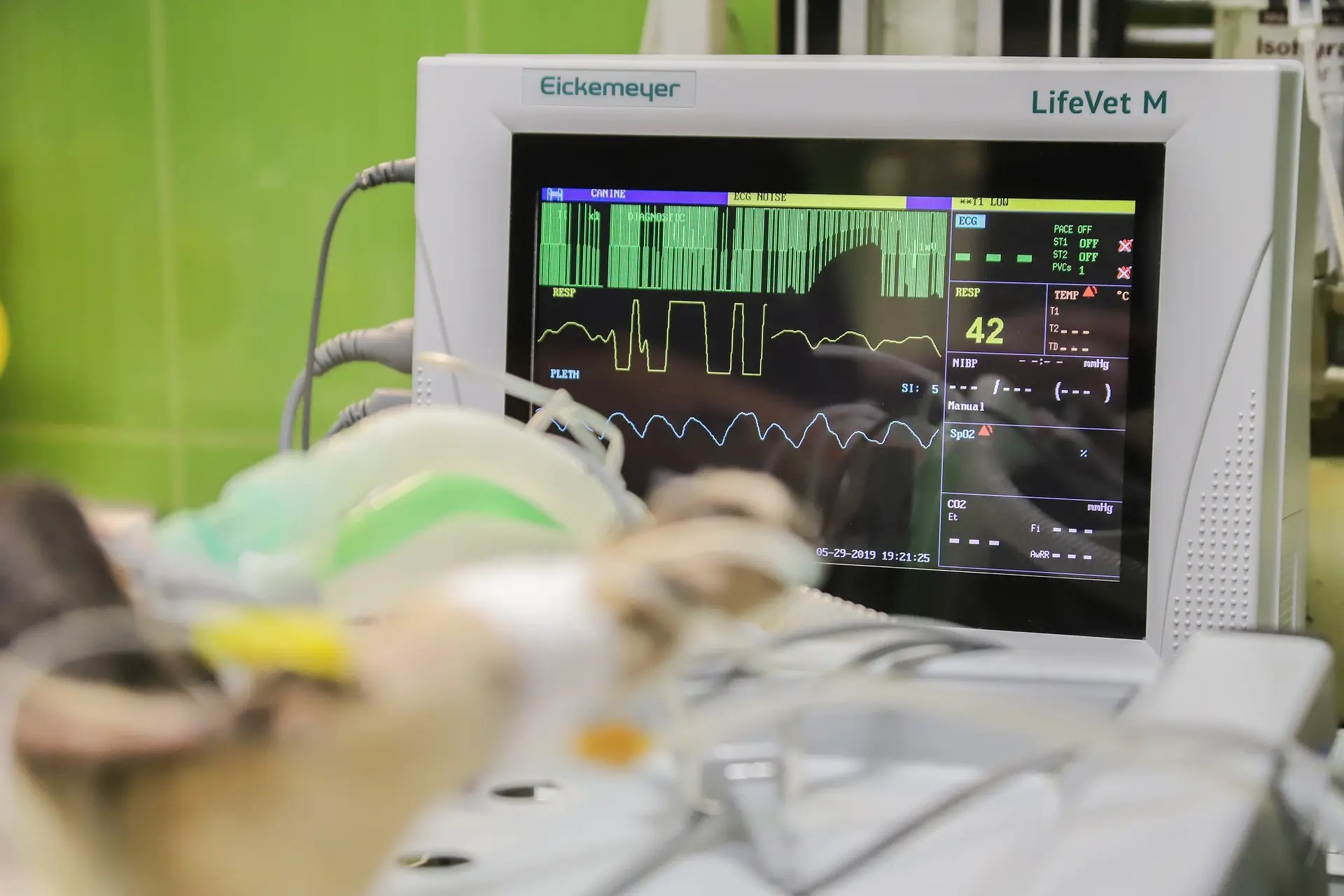 An animal is under anesthesia and you can the monitor that tracks the pet's vitals while under anesthesia.