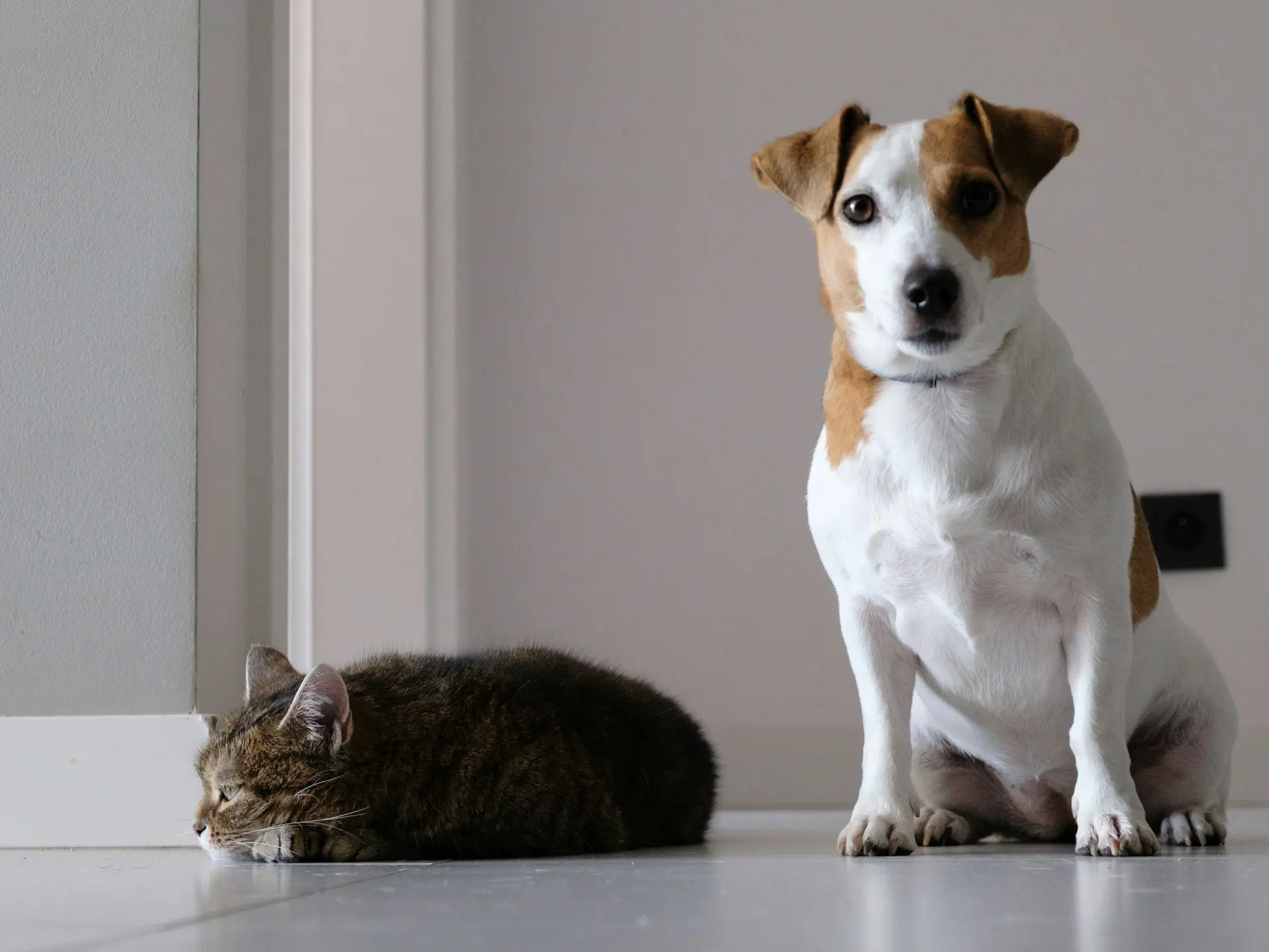 A dog is sitting on the floor looking at the camera, while a cat is laying on the floor next to the dog curled up.