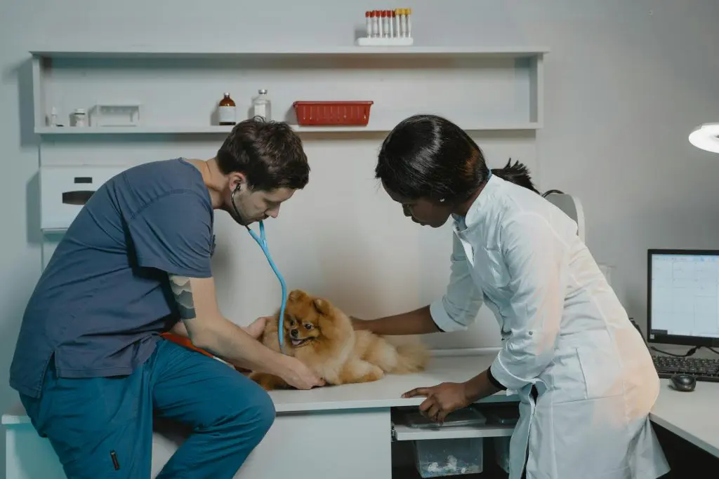A vet is doing an initial exam on a dog.
