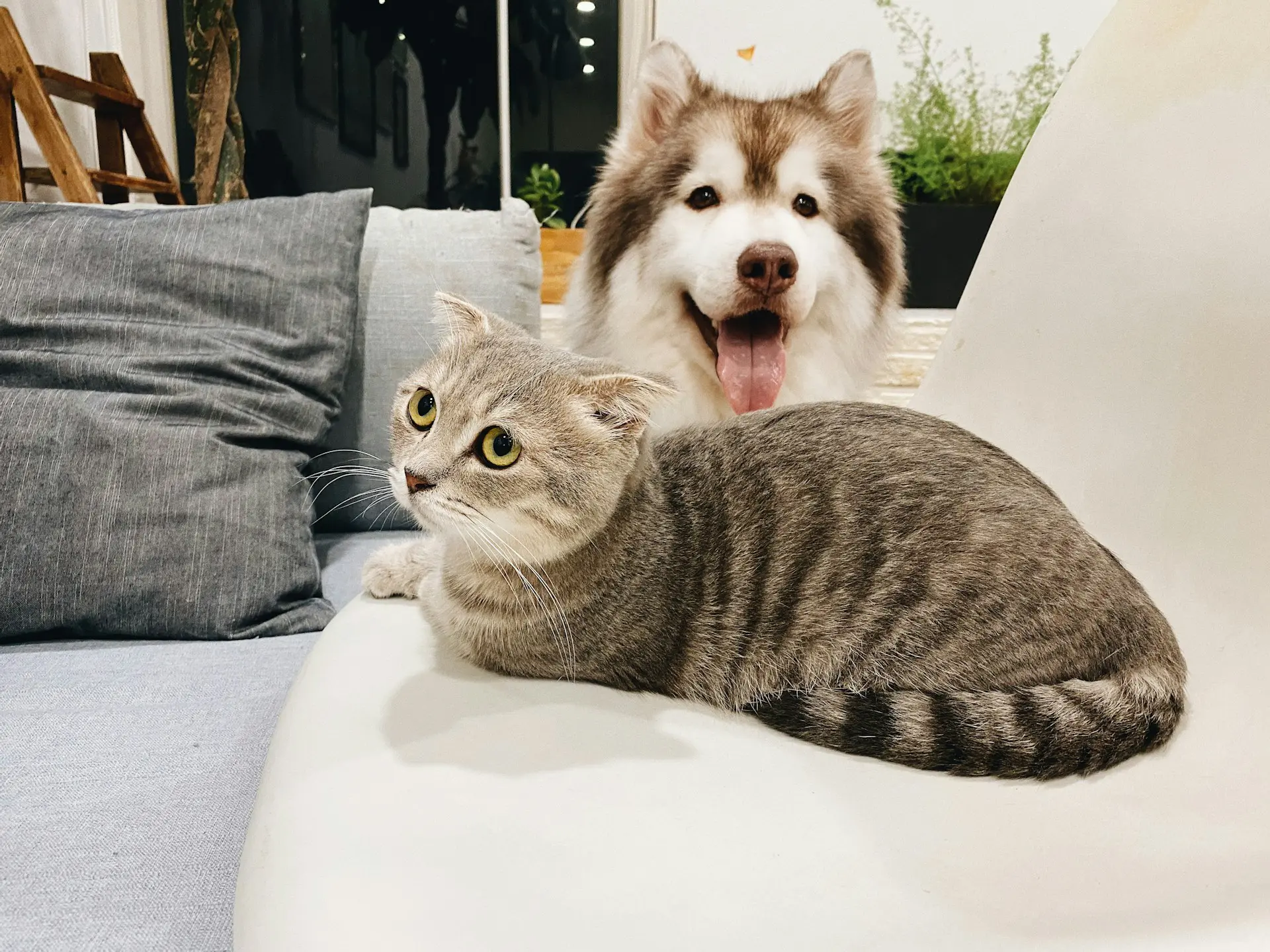A dog and a cat are laying on a couch together.