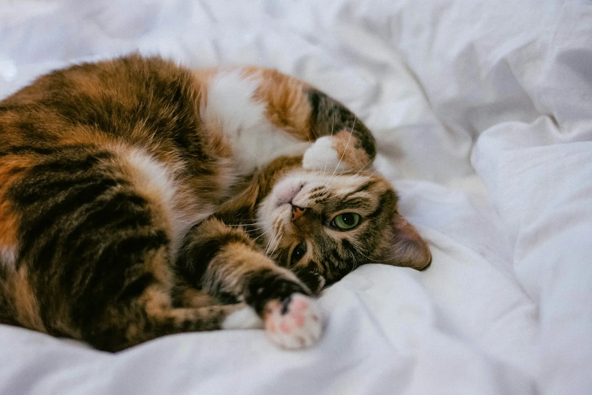 brown cat curled up on white blanket