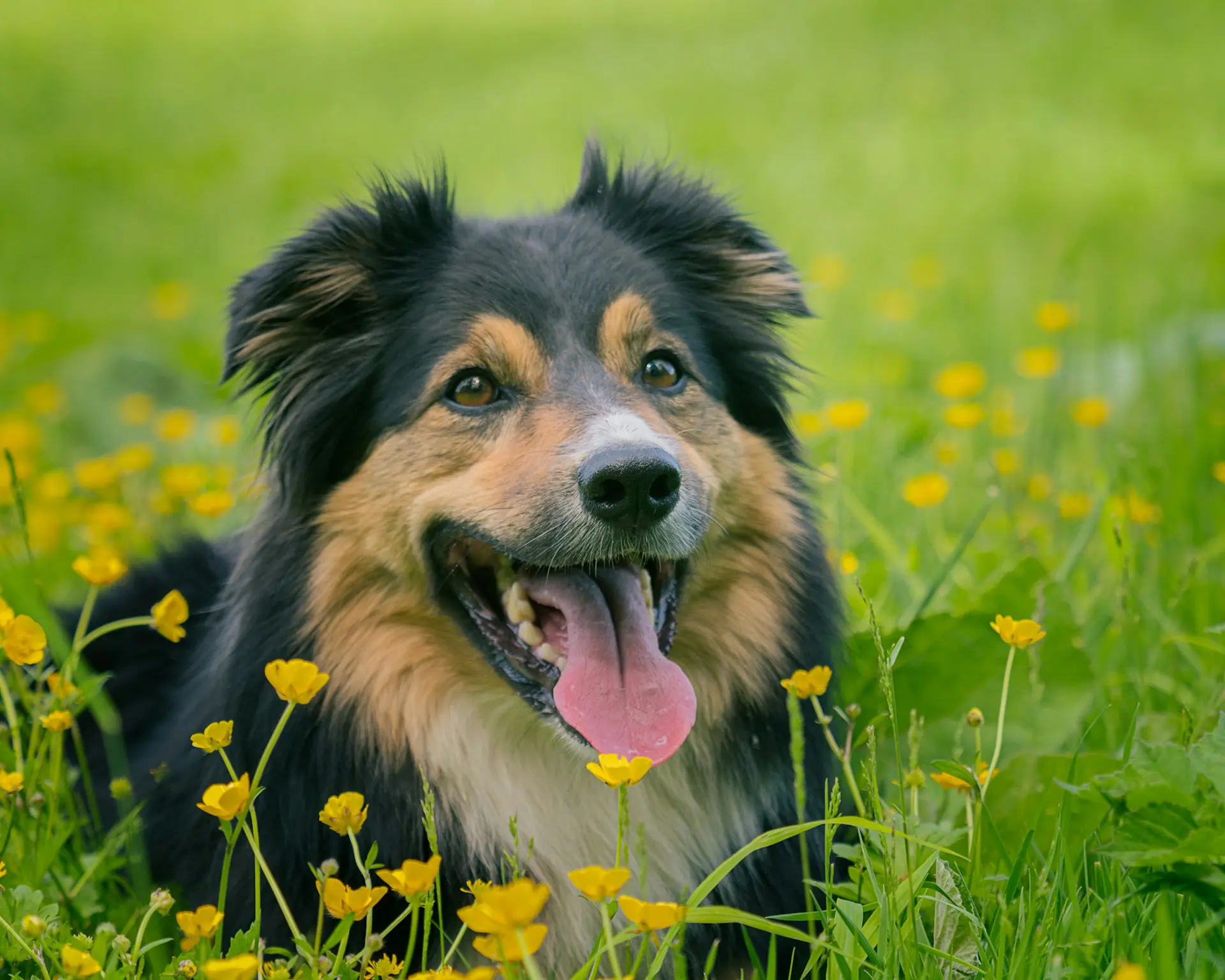 A dog is laying in a field with yellow flowers relaxing after going under veterinary anesthesia for an endoscopy.