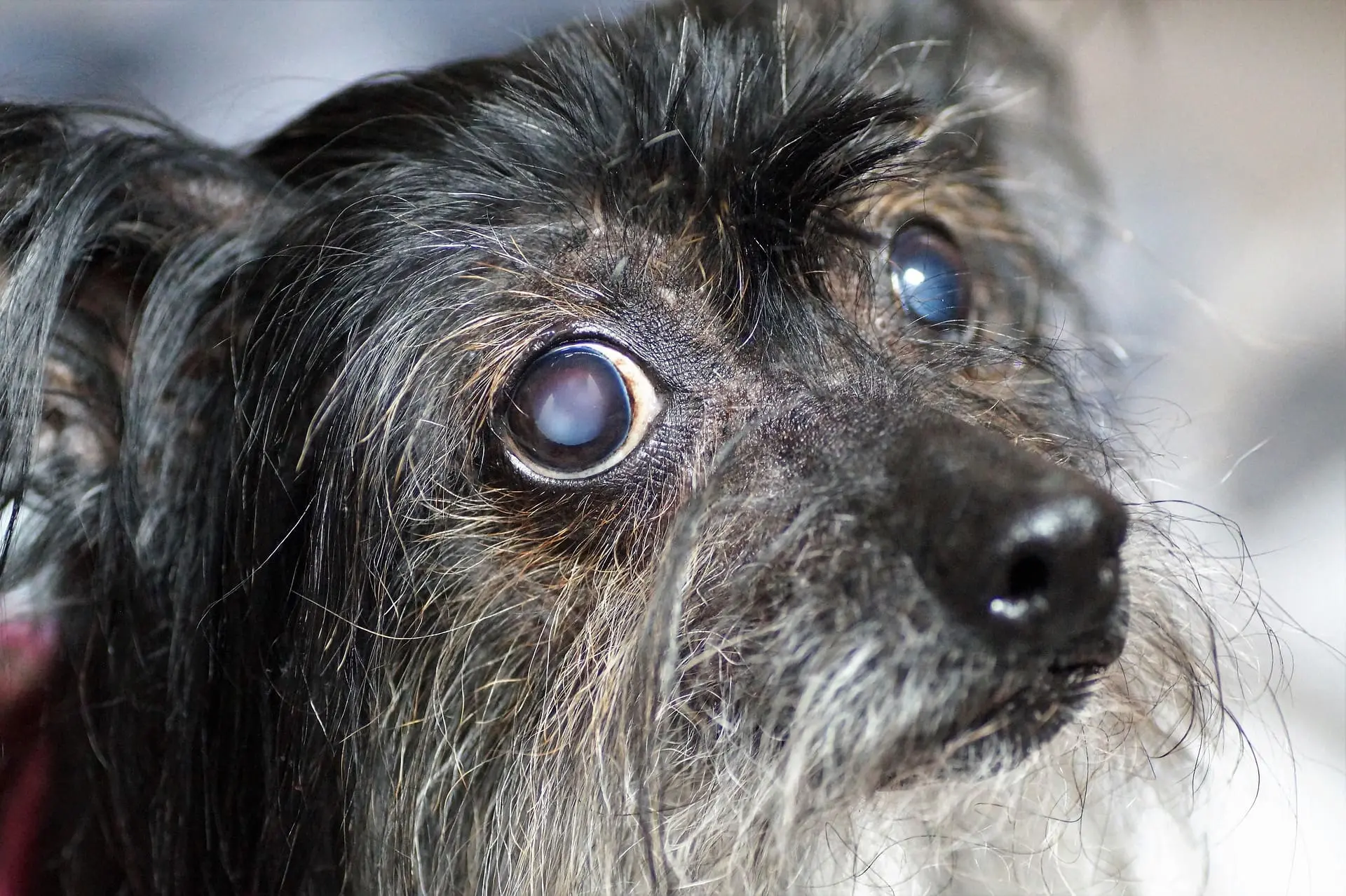 A closeup of a dog with cataracts.