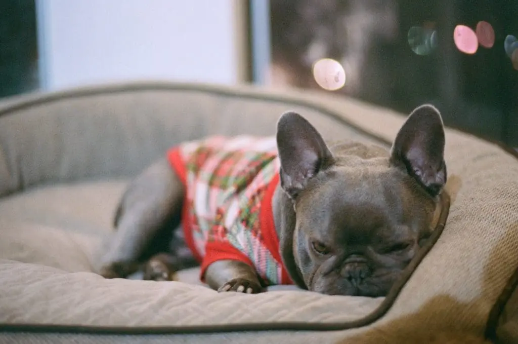 A French Bulldog is sleeping is his bed after a long day