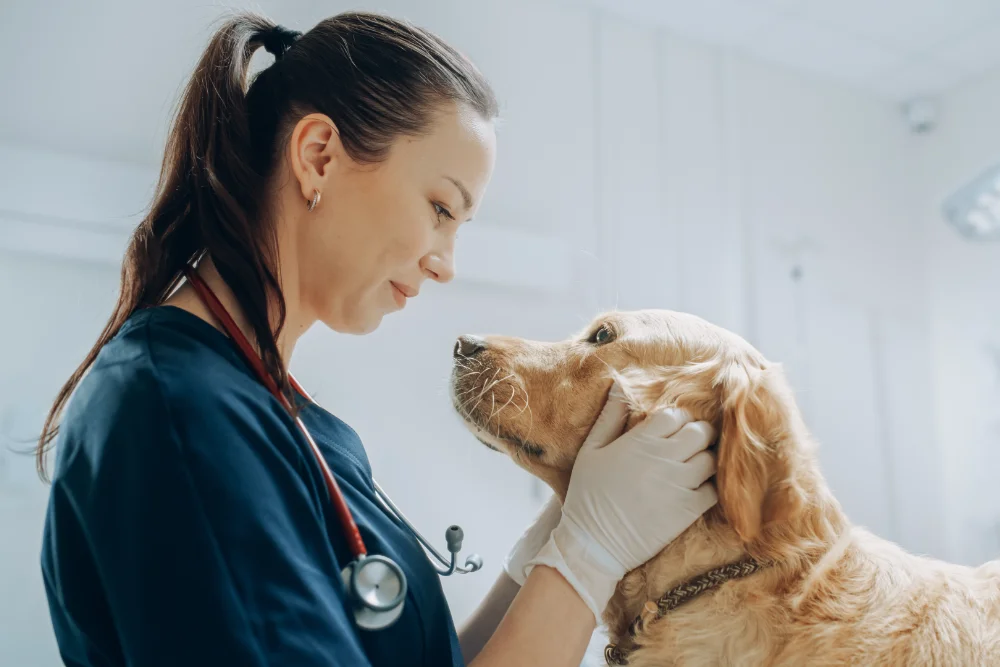 doctor looking at dog